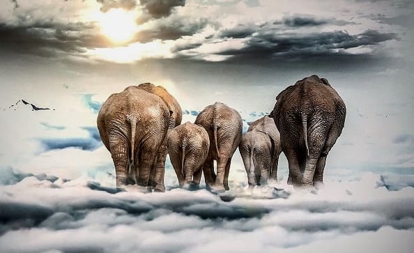 Большие слоны в облаках: плюсы и минусы облачных Hadoop-решений